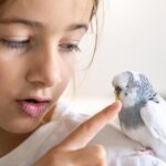 Сон: птица накакала на вас