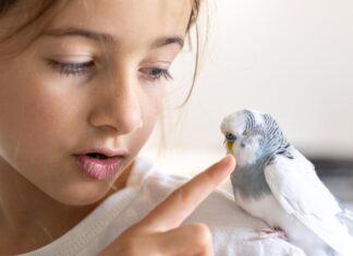 Сон: птица накакала на вас