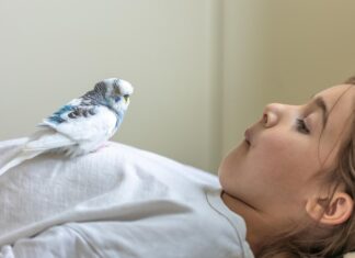 Волнистые попугаи во сне: значение для женщин