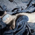 Толкование сна: котенок по соннику Миллера