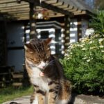 Раху в 1 кету в 7 доме: влияние на брак и партнерства