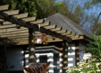 Раху в 1 кету в 7 доме: влияние на брак и партнерства