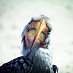 Толкование сна: большая птица с большим клювом