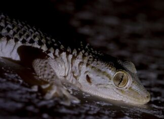 Приснились живые крокодилы: толкование сна