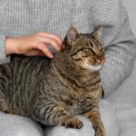 К чему снится кошка, вцепившаяся в руку