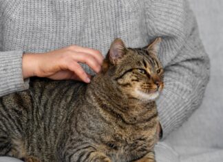 К чему снится кошка, вцепившаяся в руку