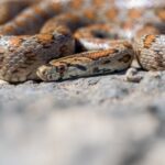 Змеи во сне: что означает сон о множестве змей для мужчины