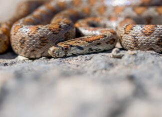 Змеи во сне: что означает сон о множестве змей для мужчины