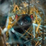 Тотемная мышь: символ и значение в мифологии