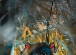 Тотемная мышь: символ и значение в мифологии