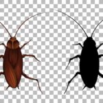 Толкование сна: мертвые тараканы