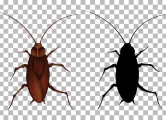 Толкование сна: мертвые тараканы