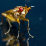 Толкование сна: тараканы и клопы