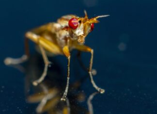 Толкование сна: тараканы и клопы