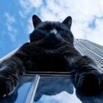 Приснился синий кот: значение сна