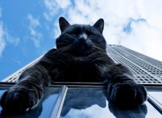 Приснился синий кот: значение сна