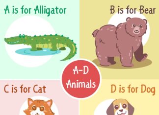 Крокодил: сложные слова и их значение