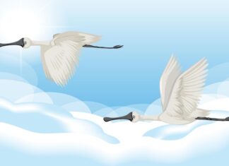 Символизм журавлей в культуре и мифологии