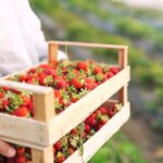 Сон о поле клубники