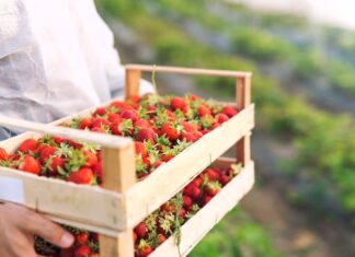 Сон о поле клубники