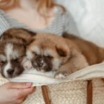 Сон о щенках: значение для незамужних женщин