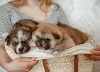 Сон о щенках: значение для незамужних женщин