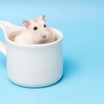 Имя для девочки-хомяка