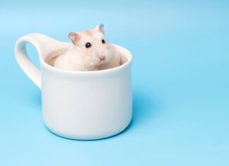 Имя для девочки-хомяка