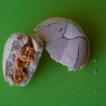 Что содержит fossil egg в Adopt Me?