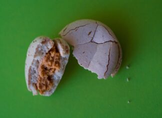 Что содержит fossil egg в Adopt Me?