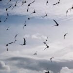 33 вороны несут камни в гневе