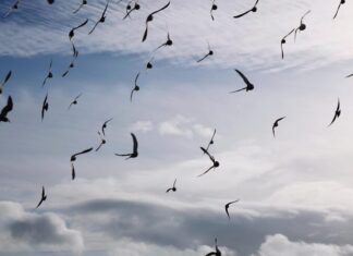 33 вороны несут камни в гневе