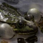 Жаба во сне: значение для женщины