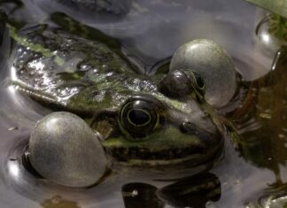 Жаба во сне: значение для женщины