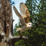 Толкование сна: большая сова