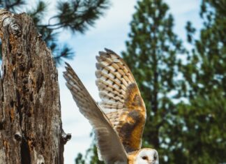 Толкование сна: большая сова