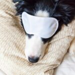 Толкование сна: больной щенок