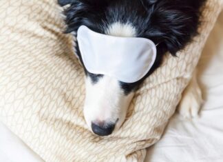 Толкование сна: больной щенок