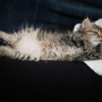 Расшифровка снов: ваш кот как предвестник будущего