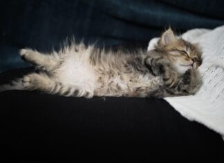 Расшифровка снов: ваш кот как предвестник будущего