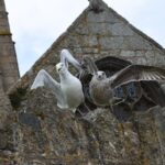 Орел как символ в Библии