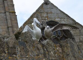 Орел как символ в Библии
