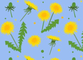 Одуванчик — символ весны и детства
