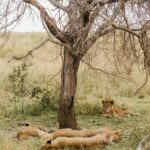 Лев: какое дерево?