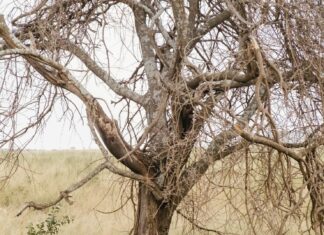 Лев: какое дерево?