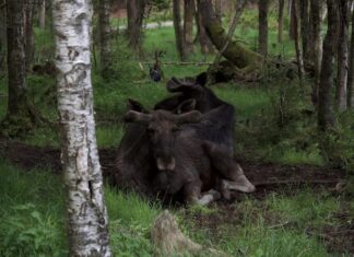 Убить лося во сне: значение для мужчины