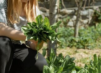 Видеть во сне грядки с зеленью на огороде