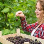 Толкование сна: есть черную смородину с куста