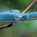 К чему снятся змеи, пытающиеся укусить