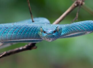 К чему снятся змеи, пытающиеся укусить